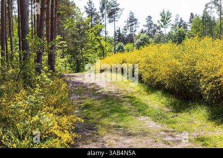 Besenbesen (Cytisus scoparius) in Blüte auf einer Waldlichtung, Friedewald, Weinboehla, Sachsen, Deutschland, Europa Stockfoto