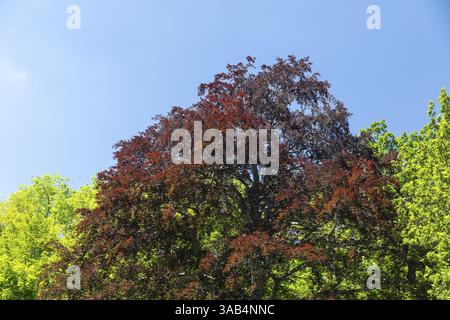 Kupferbuche (Fagus sylvatica f. purpurea) im Abtnaundorfer Park, Leipzig, Sachsen, Deutschland, Europa Stockfoto