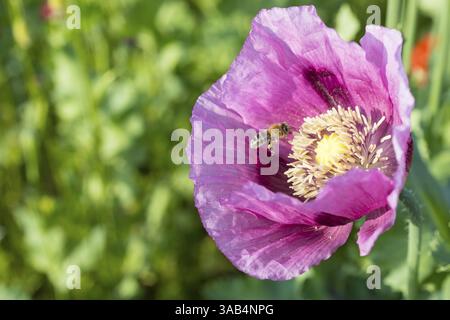 Honigbiene (APIs mellifera) in einer Mohnblume (Papaver somniferum) auf einem Feld bei Callenberg, Sachsen, Deutschland, Europa Stockfoto