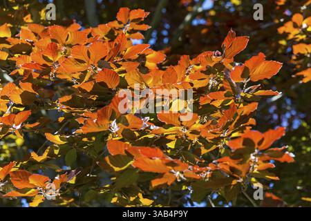 Beleuchtete Blätter einer Kupferbuche (Fagus sylvatica f. purpurea) Stockfoto