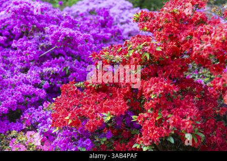 Die großen Rhododendronbüsche im Wachwitz Rhododendronpark, Dresden, Sachsen, Deutschland, blühen reichlich und in vielen Farben, Europa Stockfoto