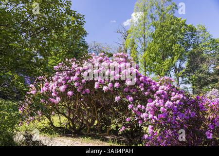Die großen Rhododendronbüsche im Wachwitz Rhododendronpark, Dresden, Sachsen, Deutschland, blühen reichlich und in vielen Farben, Europa Stockfoto