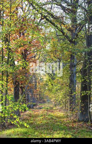 Waldweg durch den Herbstwald bei Zschorna, Thiendorf, Sachsen, Deutschland, Europa Stockfoto