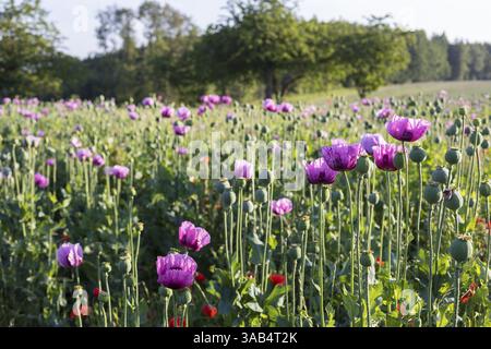 Blauer Mohn (Papaver somniferum) auf einem Feld bei Callenberg, Sachsen, Deutschland, Europa Stockfoto