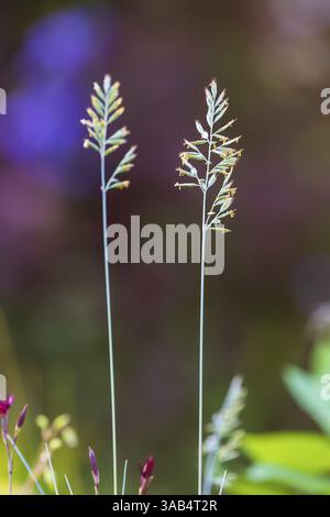 Die Panik eines blühenden Grases Stockfoto