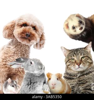 Kaninchen und andere Tiere, die in die Kamera auf weißem Hintergrund schauen Stockfoto