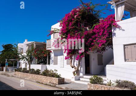 Leuchtende rosa Bougainvillea-Blüten mit grünen Blättern vor einem klaren blauen Himmel, die natürliche Schönheit zeigen Stockfoto