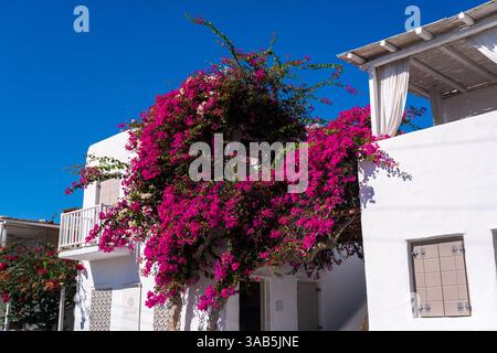 Leuchtende rosa Bougainvillea-Blüten mit grünen Blättern vor einem klaren blauen Himmel, die natürliche Schönheit zeigen Stockfoto