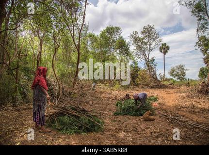 14. April 2015 – Jaffna-Halbinsel, Sri Lanka – ehemalige VERTRIEBENE, die Vegetation abräumen und einen Weg für andere schaffen, um Häuser leicht zu lokalisieren, in Valikamam. Der Sri-lankische Bürgerkrieg begann am 23. Juli 1983 und war ein Aufstand gegen die Regierung der Liberation Tigers of Tamil Eelam (LTTE oder Tamil Tigers), die für einen unabhängigen tamilischen Staat Tamil Eelam kämpften. Nach einem 26-jährigen Krieg und schätzungsweise 40.000 zivilen Toten besiegte die srilankische Armee am 2009. Mai die Tamil Tigers. Viele Tamilen wurden während des 26-jährigen Krieges vertrieben, ihr einst vielversprechendes Land verwüstete über die Jahre und die SR Stockfoto