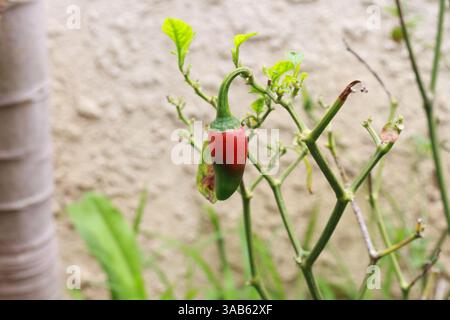 Nahaufnahme einer Chilischote, die auf einer Pflanze mit natürlichem Hintergrund wächst Stockfoto