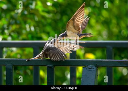 Ein Elternteil der Barn Swallow füttert seine Küken mit einer Jungfrau, die sie zum Abendessen mitbrachte. Nahaufnahme der Action mit einem natürlichen grünen Laubhintergrund. Stockfoto