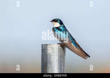 Ein Baum-Schwalbenvogel mit wunderschönen blauen Federn, der auf einem silberfarbenen Stab posiert, mit einem natürlichen weichen Hintergrund. Nahansicht. Stockfoto