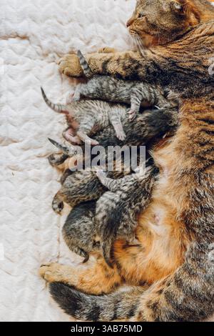 Mutter und Kinder Hauskatzen. Mutter Katze, Die Ihre Kätzchen Pflegt. Katze füttert Kätzchen. Baby Kätzchen Neugeborene und Katze auf beigefarbener Decke. Schottischer Falttabby Stockfoto