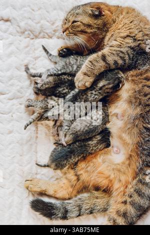 Mutter Katze, Die Ihre Kätzchen Pflegt. Katze füttert Kätzchen. Baby Kätzchen Neugeborene und Katze auf beigefarbener Decke. Mutter und Kinder Katzen. Stockfoto