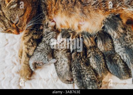 Mutter Katze, Die Ihre Kätzchen Pflegt. Katze füttert Kätzchen. Baby Kätzchen Neugeborene und Katze auf beigefarbener Decke. Mutter und Kinder Hauskatzen. Mutter Katze und Kätzchen Stockfoto
