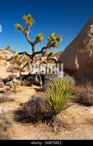 Mojave Yucca (Yucca schidigera) mit Joshua-Baum (Yucca brevifolia), Joshua Tree National Park, Kalifornien Stockfoto