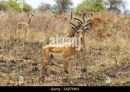 Männliche Impalas oder Rooibok (Aepyceros melampus), die im Serengeti-Nationalpark, Tansania, Afrika, weiden Stockfoto