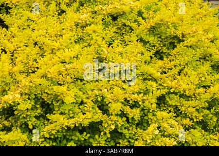 Berberis thunbergii 'Aurea' - Japanischer Berberrerstrauch im Frühjahr. Stockfoto