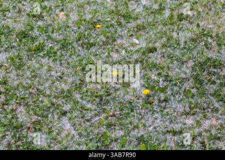 Taraxacum officinale – Löwenzahnpflanzen und freigesetzte windverwehte Samen, die sich auf einem mit unerwünschten Pflanzen überwucherten Rasen im Frühling angesammelt haben. Stockfoto