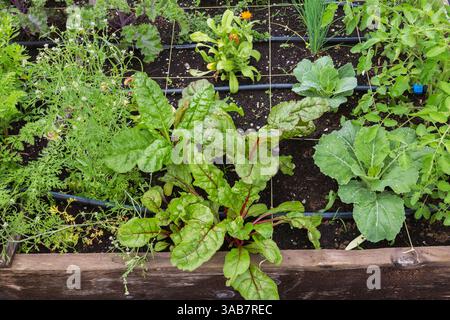 Kräuter- und Gemüsepflanzen, die im Sommer in Holzrahmen im Bio-Garten wachsen. Stockfoto