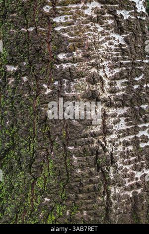 Nahaufnahme von Populus - Pappelbaumstamm bedeckt mit Bryophyta - grünes Moos und Flechten im Sommer. Stockfoto