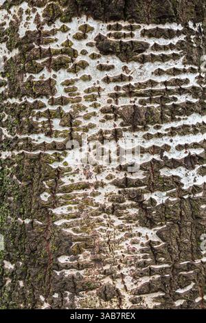 Nahaufnahme von Populus - Pappelbaumstamm bedeckt mit Bryophyta - grünes Moos und Flechten im Sommer. Stockfoto