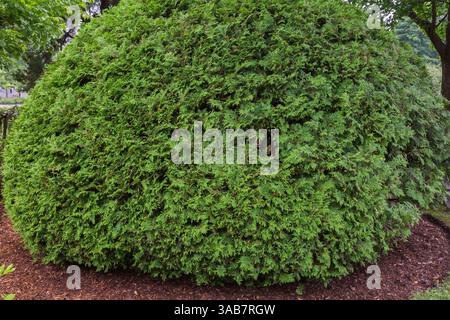 Thuja occidentalis – in Mulchgrenze zu einer Kugelform geschnittene weiße Zedernbäume, Centre de la Nature, Laval, Quebec, Kanada Stockfoto