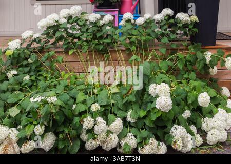 Hydrangea arborescens Sträucher mit großen Blütenköpfen in voller Blüte, die im Sommer durch das Gewicht der angesammelten Regentropfen nach unten hängen. Stockfoto