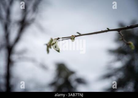 Selektive Nahaufnahme eines dünnen Baumzweigs mit kleinen Knospen, die sich zu frischen grünen Blättern öffnen, symbolisieren das frühe Frühlingswachstum und die Erneuerung Stockfoto