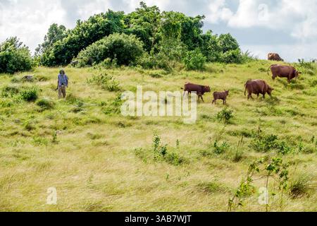 Road Town Tortola, British Virgin Islands BVI, Central Mountain Range, Hochland Weide, Grasland Weide Feld, Rinder Kühe Kälber Weiden, Schwarzer Farmer h Stockfoto
