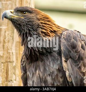 Nahaufnahme eines goldenen Adlers mit durchdringenden Augen und detaillierten Federn, der vor einem weichen Hintergrund thront und sein majestätisches Profil zeigt. Stockfoto