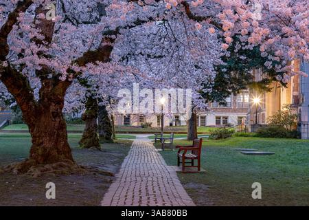 WA28253-00...WASHINGTON - Kirschbäume blühen auf dem Quad an der University of Washington in Seattle. Stockfoto