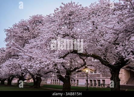 WA28263-00...WASHINGTON - neunzig Jahre alte Kirschbäume, die im Frühjahr in der UW in Seattle mit Blüten bedeckt sind. Stockfoto