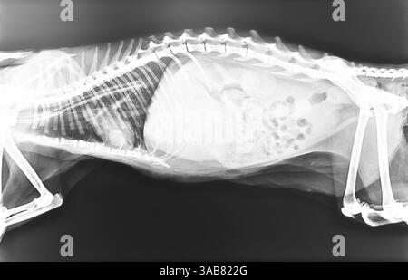 Das Röntgenbild des Tieres. Das Röntgenbild des Hundes. Hundeshow im normalen Röntgenfilm. Stockfoto