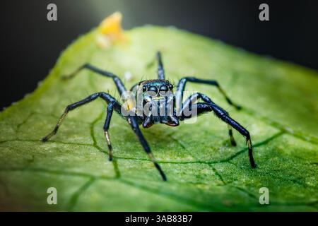 Nahaufnahme einer springenden Metallspinne, die auf einem leuchtenden grünen Blatt steht und ihren schillernden Körper und die großen Augen zeigt Stockfoto