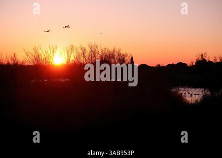 Eine ruhige Szene fängt zwei Flamingos im Flug gegen einen lebhaften Sonnenuntergang und eine Herde am See unten in der französischen Camargue ein Stockfoto
