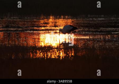 Ein Storch sucht in einem Feuchtgebiet während des Sonnenuntergangs im Feuchtgebiet der Emporda graziös nach Nahrung. Das Wasser reflektiert warme Orange- und Goldtöne und schafft so einen Stockfoto