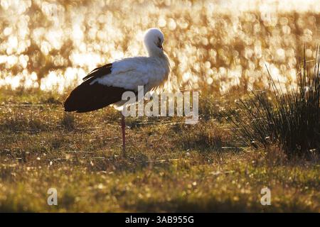 Ein einsamer Storch steht anmutig auf einem Feld bei Sonnenuntergang im Feuchtgebiet der Emporda. Das warme Abendlicht wirft ein goldenes Leuchten auf die Szene, Highlighti Stockfoto