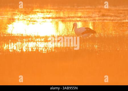 Ein einsamer Storch waten anmutig durch glitzernde Feuchtgebiete, getaucht in das warme Licht eines goldenen Sonnenuntergangs, was eine ruhige und friedliche natura schafft Stockfoto