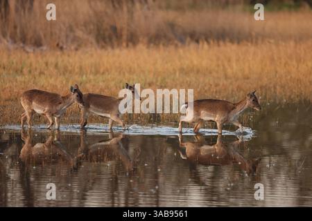 Eine Familie von Damhirschen überquert elegant einen ruhigen Wasserstrom, deren Reflexionen sich im Wasser spiegeln, vor einer Kulisse aus goldenem Gras Stockfoto