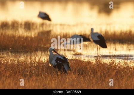 Eine Szene von Weißstörchen, die bei Sonnenuntergang im Feuchtgebiet der Emporda stehen. Das goldene Licht schafft eine ruhige Atmosphäre, die die anmutigen Vögel hervorhebt Stockfoto