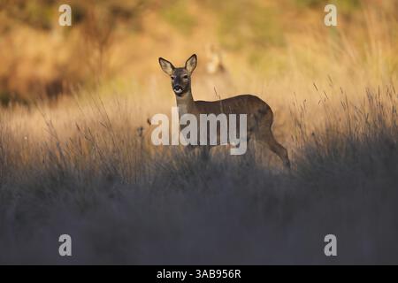 Ein anmutiges Reh steht bei Sonnenaufgang ruhig auf einer sonnendurchfluteten Wiese, umgeben von hohen Gräsern. Sein weiches braunes Fell fügt sich in die goldenen Farbtöne der frühen Zeit ein Stockfoto