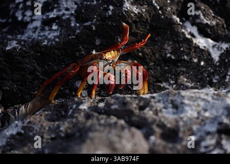 Eine lebendige Sally Lightfoot-Krabbe schlängelt sich über einen dunklen vulkanischen Felsen auf den Galapagos-Inseln und zeigt die einzigartige Tierwelt Ecuadors. Stockfoto