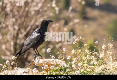 Ein gemeiner Rabe thront auf einem Ast, umgeben von bunten Wildblumen. Sein glänzendes schwarzes Gefieder bildet einen Kontrast zum weichen, unscharfen Hintergrund, der eine Stockfoto