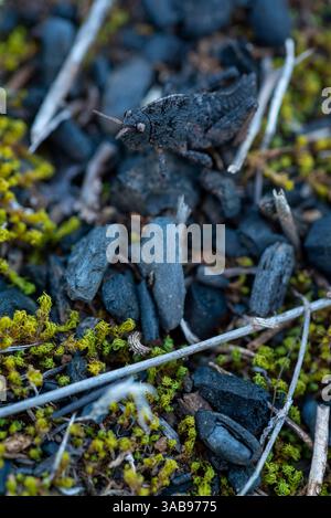 Eine detaillierte Ansicht eines gut getarnten Grashüpfers, der sich mit dunklen Felsen und grünem Moos verschmilzt und ein natürliches Versteck schafft. Stockfoto