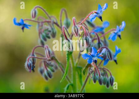 Aus nächster Nähe sehen Sie die markanten blauen Borago officinalis-Blüten inmitten von sanftem grünem Laub, die die zarten Texturen und lebendigen Farben hervorheben. Stockfoto