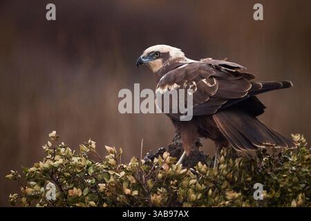 Eine majestätische westernweihe thront wachsam auf einem kargen Feld, mit einem weichen, stimmungsvollen Hintergrund, der sein markantes Profil und detailliertes Gefieder unterstreicht. Stockfoto