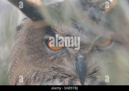 Nahaufnahme eines eurasischen Uhus intensive Augen, die durch sanftes Laub blicken und den scharfen Blick und die komplizierten Federn hervorheben, die Wis symbolisieren Stockfoto