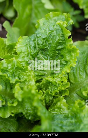 Nahaufnahme von leuchtend grünen Salatblättern, die in einem Garten wachsen. Die Textur und Frische der Blätter unterstreichen die natürliche Schönheit von Bio-Produkten. Stockfoto