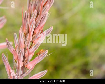 Makroaufnahme von Aloe arborescens Blume mit einem Insekt auf seiner lebendigen Blüte. Die rosafarbenen Blüten stehen im Kontrast zu einem unscharfen grünen Hintergrund, der Natu einfängt Stockfoto